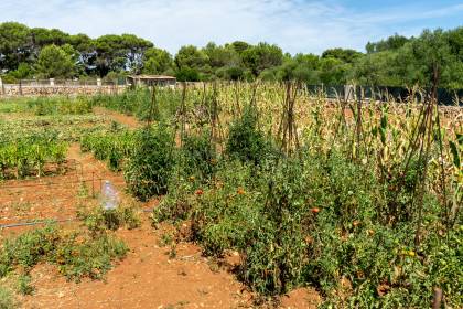 Propriété agricole avec possibilité d'Agrotourisme Alcaufar
