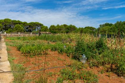 Propriété agricole avec possibilité d'Agrotourisme Alcaufar