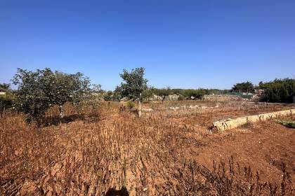 Orchard with several buildings, own well, electricity and telephone!!