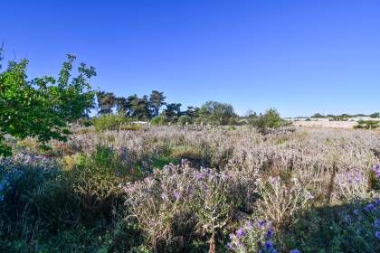 Orchard with several buildings, own well, electricity and telephone!!