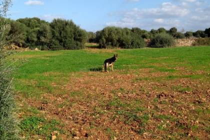 Propriété rurale aux alentours de Ciutadella.