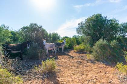 Spectacular country finca with land in Alaior