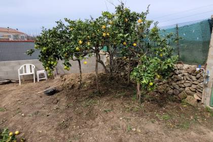 Allotment with fruit trees and shed in Es Mercadal