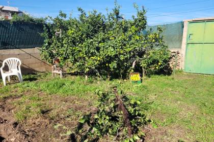 Allotment with fruit trees and shed in Es Mercadal